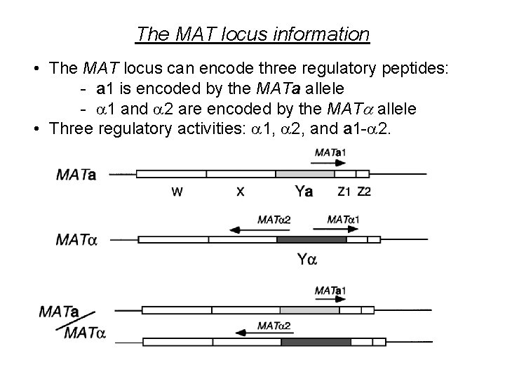 The MAT locus information • The MAT locus can encode three regulatory peptides: -