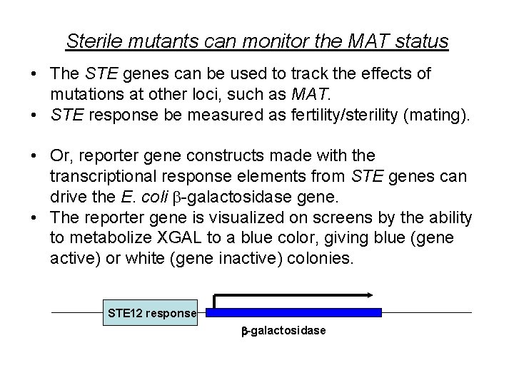 Sterile mutants can monitor the MAT status • The STE genes can be used