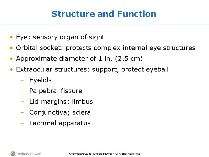 Structure and Function • Eye: sensory organ of sight • Orbital socket: protects complex