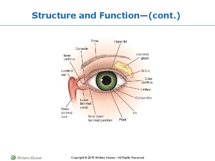 Structure and Function—(cont. ) Copyright © 2015 Wolters Kluwer • All Rights Reserved 