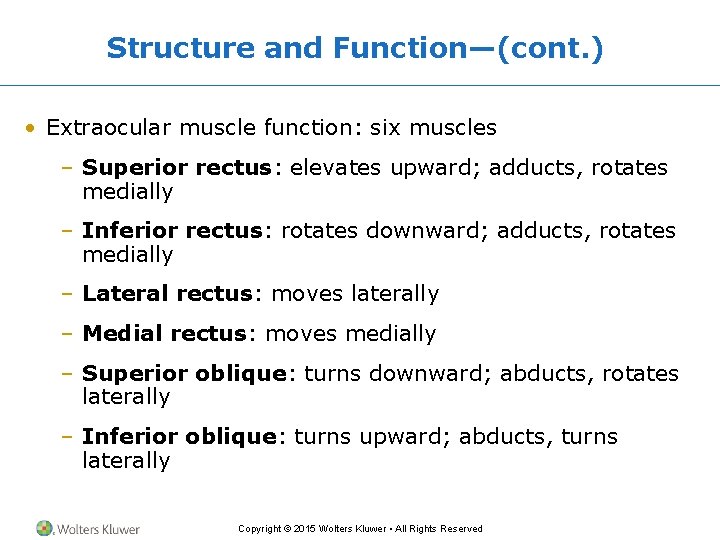 Structure and Function—(cont. ) • Extraocular muscle function: six muscles – Superior rectus: elevates