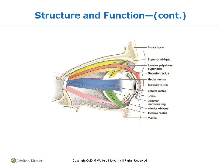 Structure and Function—(cont. ) Copyright © 2015 Wolters Kluwer • All Rights Reserved 