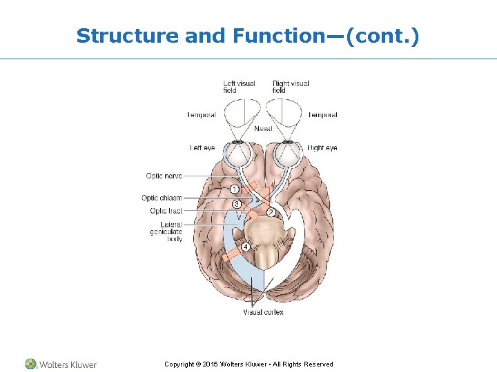 Structure and Function—(cont. ) Copyright © 2015 Wolters Kluwer • All Rights Reserved 