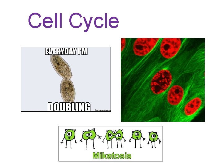 Cell Cycle 