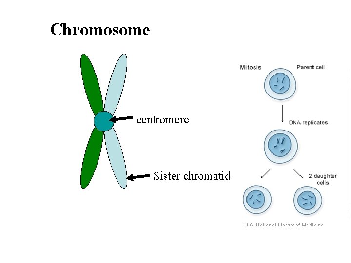Chromosome centromere Sister chromatid 