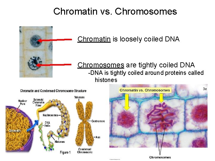 Chromatin vs. Chromosomes Chromatin is loosely coiled DNA Chromosomes are tightly coiled DNA -DNA