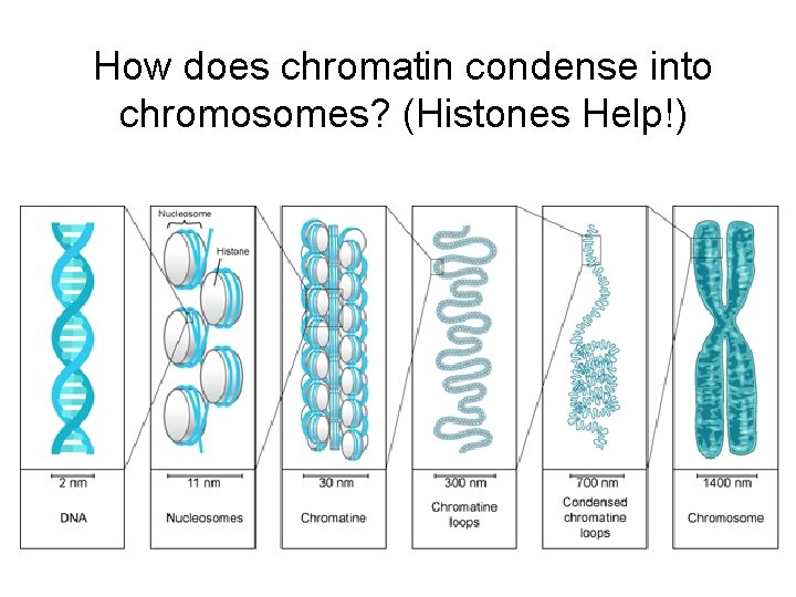 How does chromatin condense into chromosomes? (Histones Help!) 