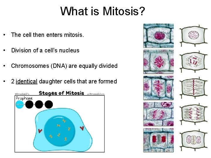 What is Mitosis? • The cell then enters mitosis. • Division of a cell’s