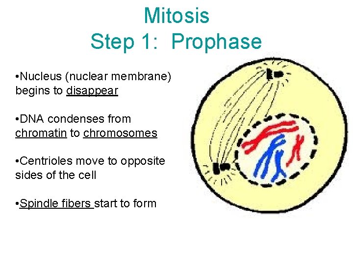 Mitosis Step 1: Prophase • Nucleus (nuclear membrane) begins to disappear • DNA condenses