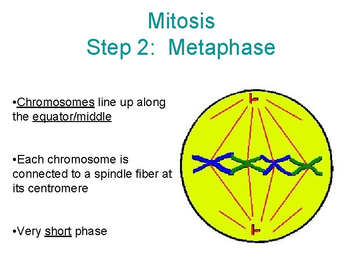 Mitosis Step 2: Metaphase • Chromosomes line up along the equator/middle • Each chromosome