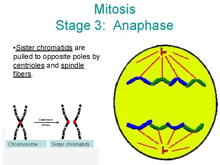 Mitosis Stage 3: Anaphase • Sister chromatids are pulled to opposite poles by centrioles