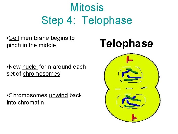 Mitosis Step 4: Telophase • Cell membrane begins to pinch in the middle •