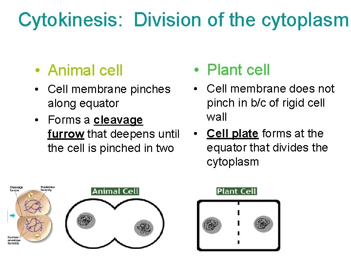 Cytokinesis: Division of the cytoplasm • Animal cell • Plant cell • Cell membrane