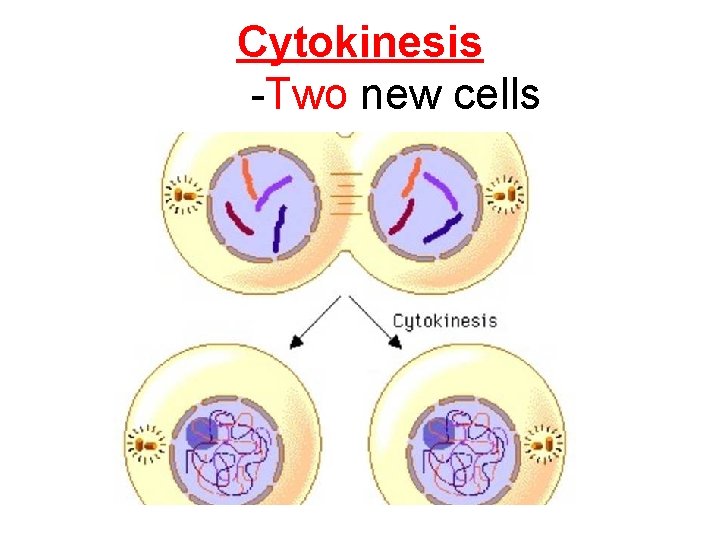 Cytokinesis -Two new cells 