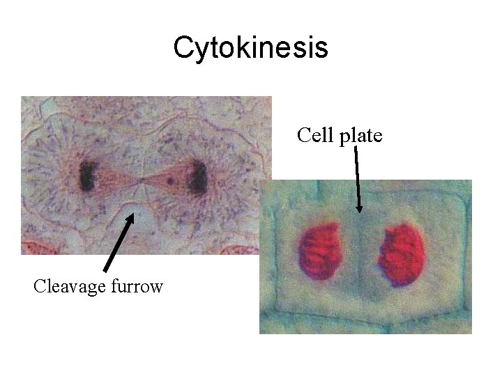 Cytokinesis Cell plate Cleavage furrow 