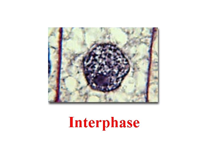 Interphase 