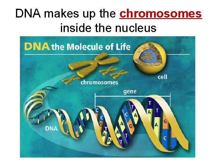 DNA makes up the chromosomes inside the nucleus 