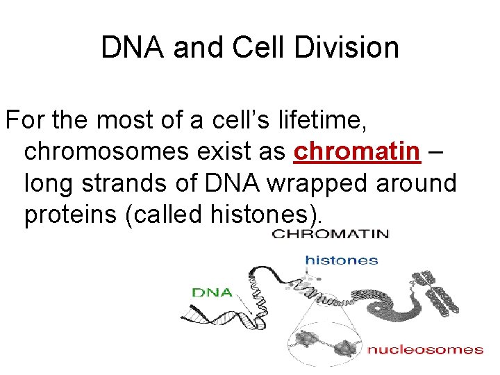DNA and Cell Division For the most of a cell’s lifetime, chromosomes exist as