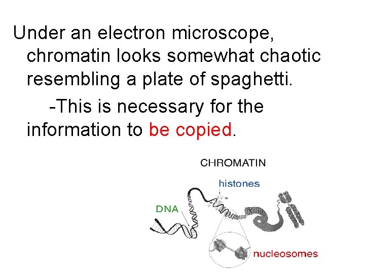 Under an electron microscope, chromatin looks somewhat chaotic resembling a plate of spaghetti. -This