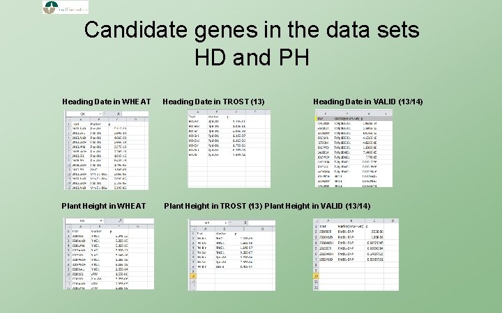 Candidate genes in the data sets HD and PH Heading Date in WHEAT Heading