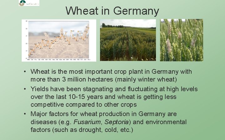 Wheat in Germany • Wheat is the most important crop plant in Germany with