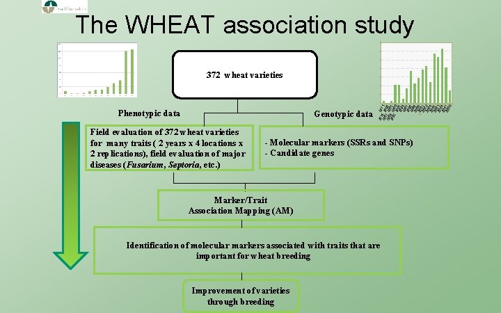 The WHEAT association study Phenotypic data Genotypic data Field evaluation of 372 wheat varieties