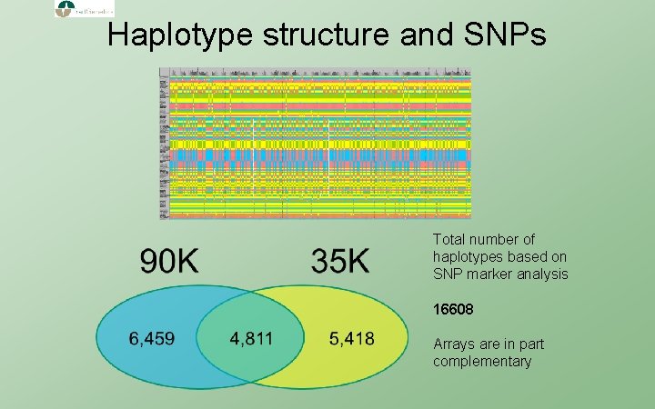 Haplotype structure and SNPs Total number of haplotypes based on SNP marker analysis 16608