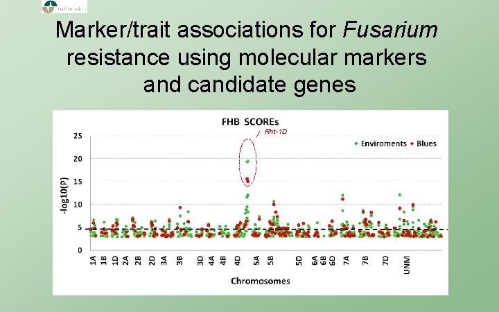 Marker/trait associations for Fusarium resistance using molecular markers and candidate genes Rht-1 D 