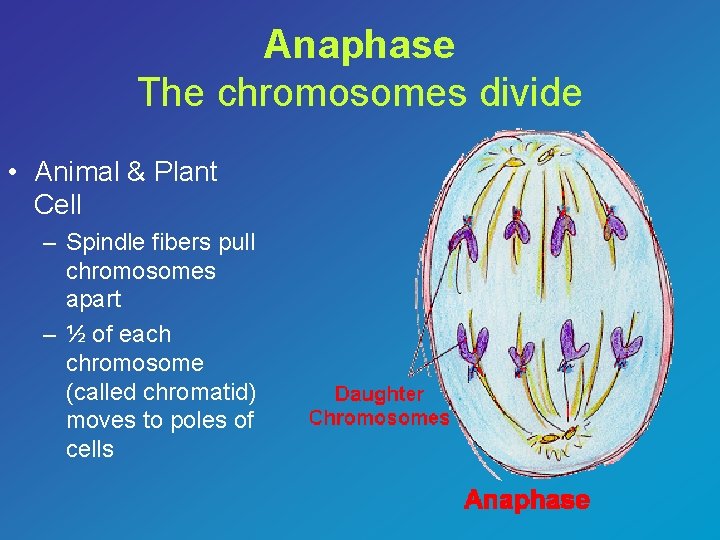 Anaphase The chromosomes divide • Animal & Plant Cell – Spindle fibers pull chromosomes