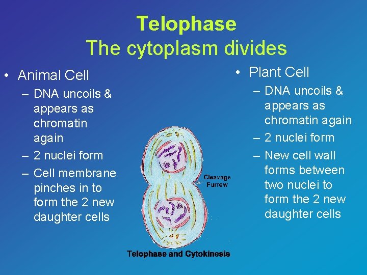Telophase The cytoplasm divides • Animal Cell – DNA uncoils & appears as chromatin