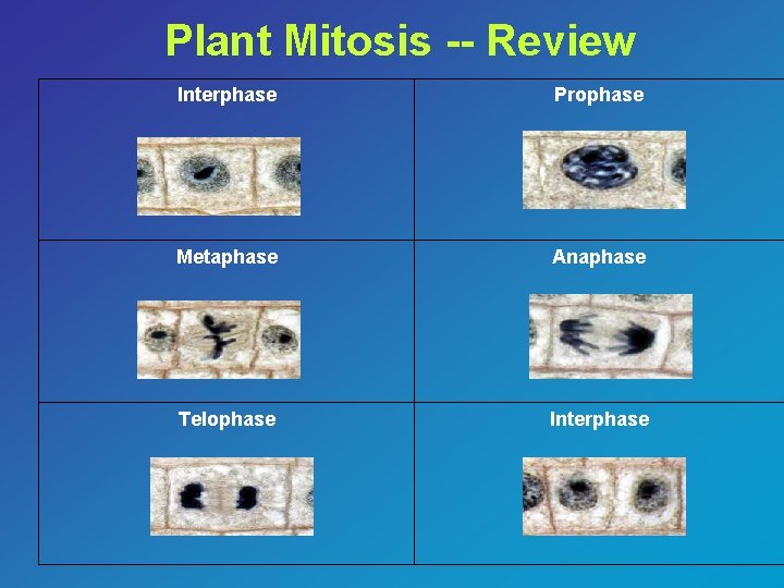 Plant Mitosis -- Review Interphase Prophase Metaphase Anaphase Telophase Interphase 