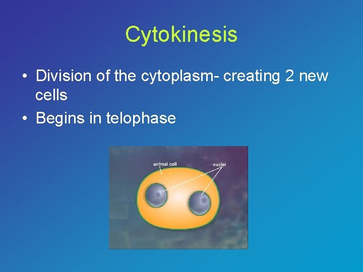 Cytokinesis • Division of the cytoplasm- creating 2 new cells • Begins in telophase