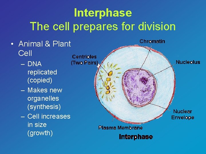 Interphase The cell prepares for division • Animal & Plant Cell – DNA replicated