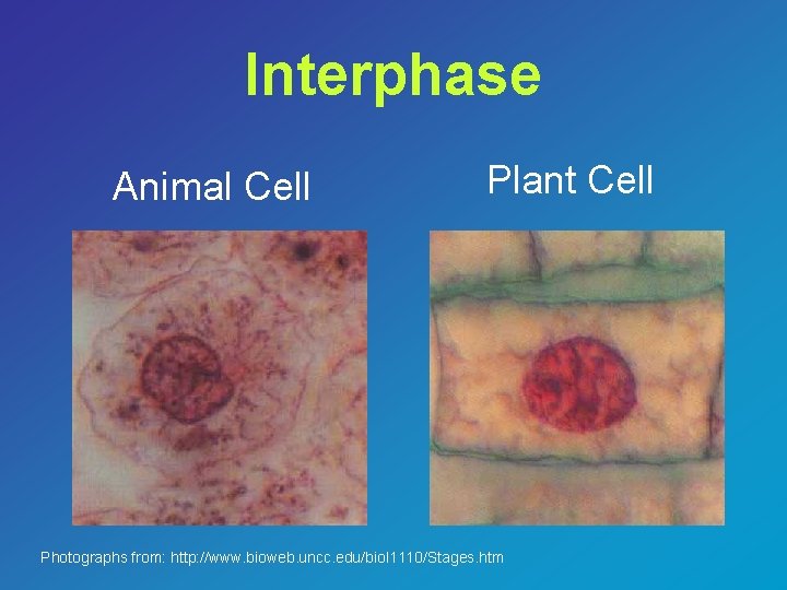 Interphase Animal Cell Plant Cell Photographs from: http: //www. bioweb. uncc. edu/biol 1110/Stages. htm