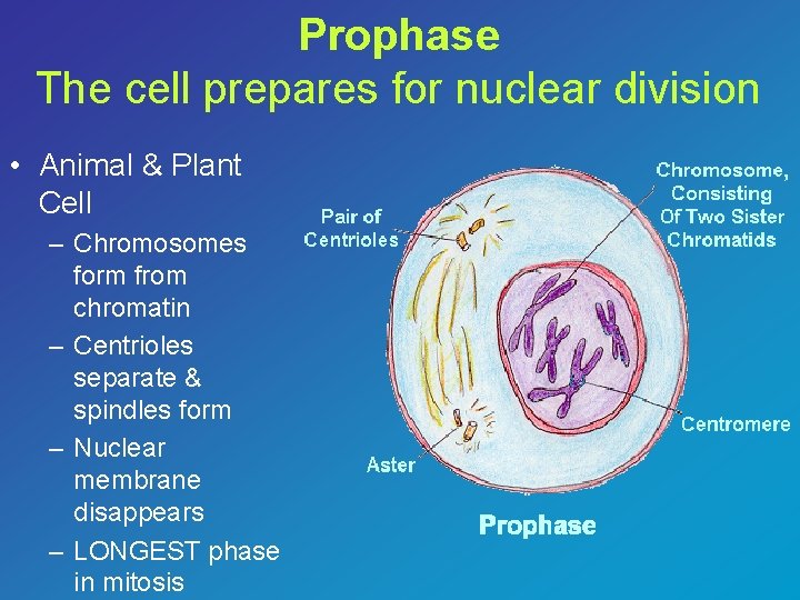 Prophase The cell prepares for nuclear division • Animal & Plant Cell – Chromosomes