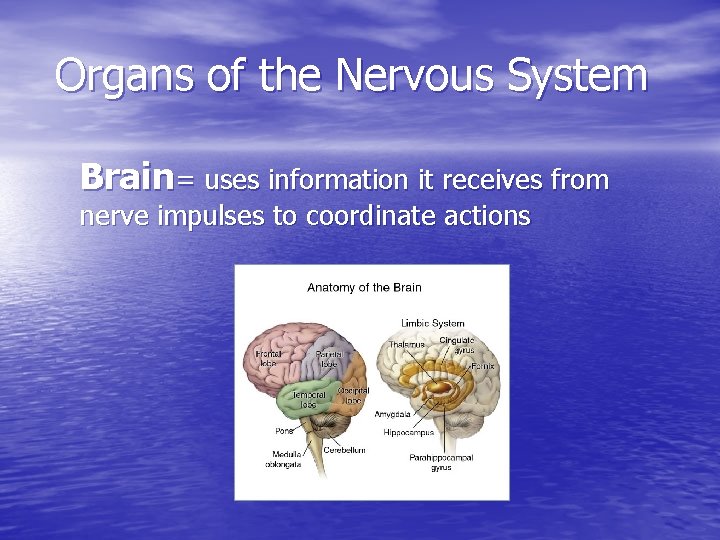 Organs of the Nervous System Brain= uses information it receives from nerve impulses to