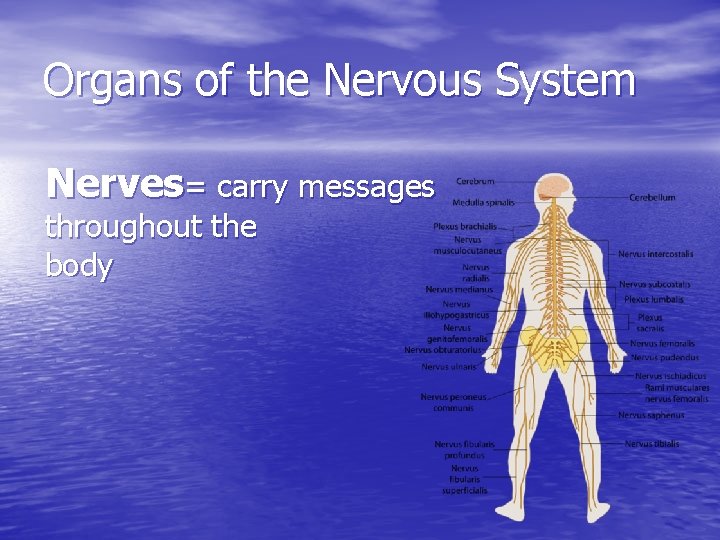 Organs of the Nervous System Nerves= carry messages throughout the body 