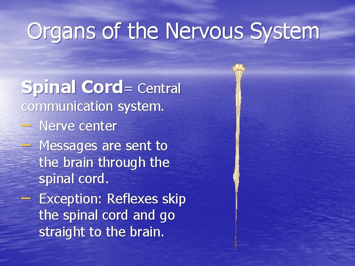 Organs of the Nervous System Spinal Cord= Central communication system. – Nerve center –