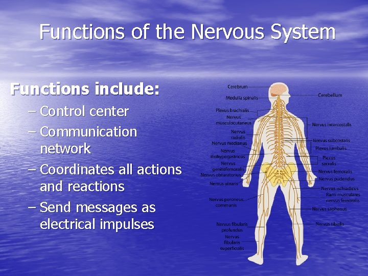 Functions of the Nervous System Functions include: – Control center – Communication network –