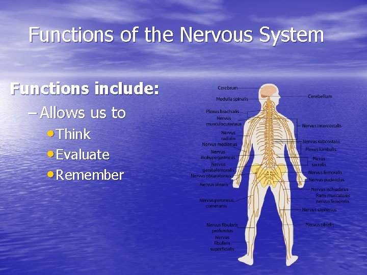 Functions of the Nervous System Functions include: – Allows us to • Think •