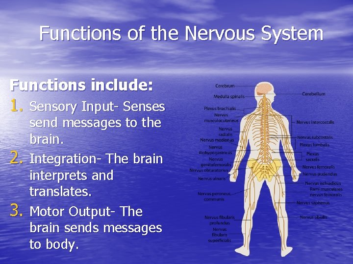 Functions of the Nervous System Functions include: 1. Sensory Input- Senses 2. 3. send