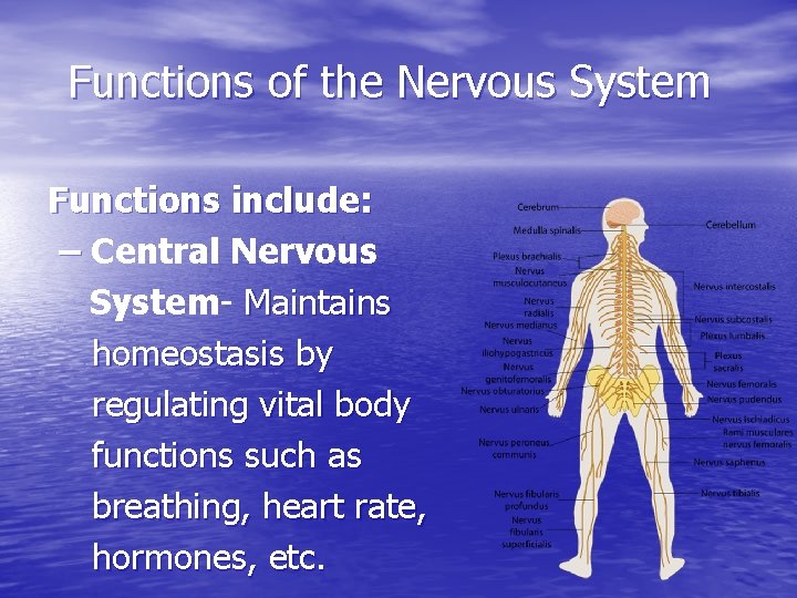 Functions of the Nervous System Functions include: – Central Nervous System- Maintains homeostasis by