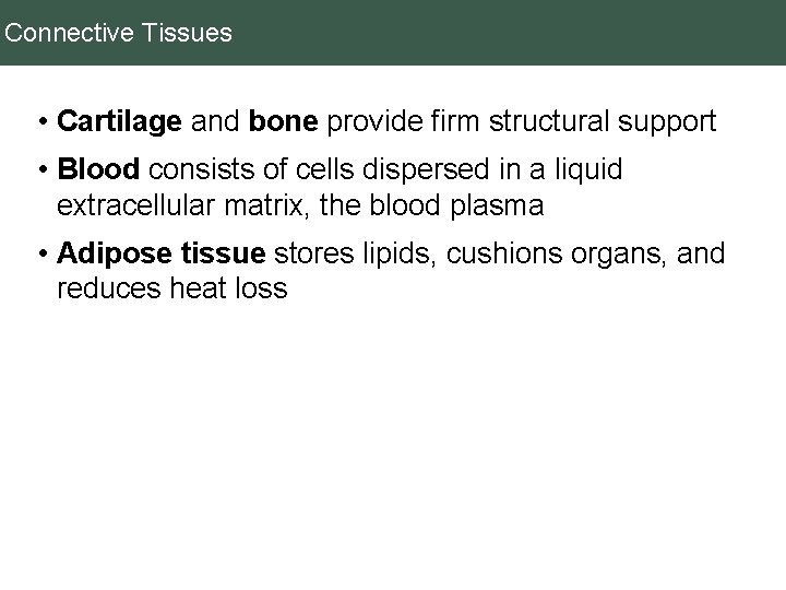 Connective Tissues • Cartilage and bone provide firm structural support • Blood consists of