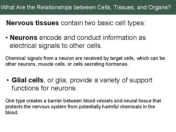 What Are the Relationships between Cells, Tissues, and Organs? Nervous tissues contain two basic