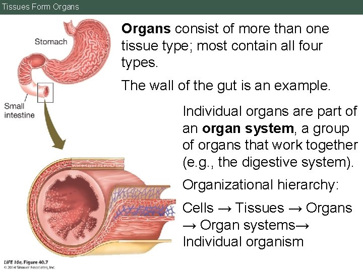 Tissues Form Organs consist of more than one tissue type; most contain all four