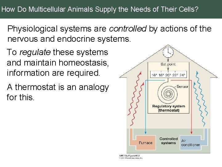 How Do Multicellular Animals Supply the Needs of Their Cells? Physiological systems are controlled