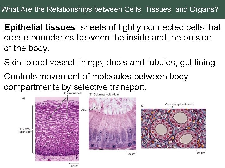 What Are the Relationships between Cells, Tissues, and Organs? Epithelial tissues: sheets of tightly