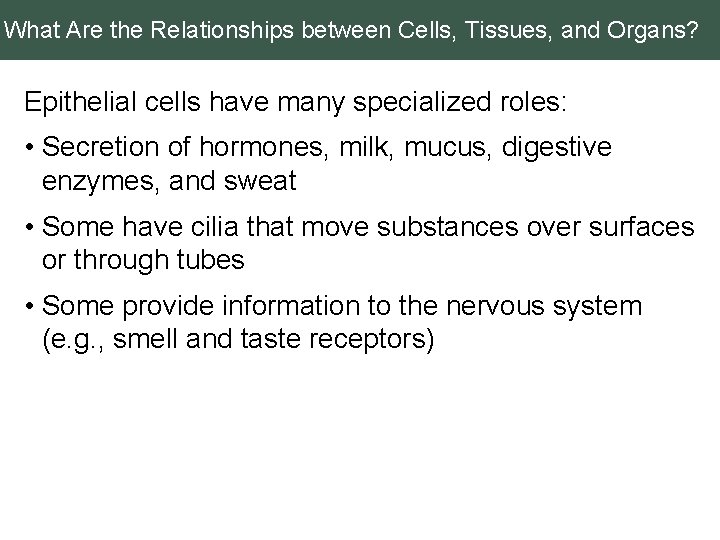 What Are the Relationships between Cells, Tissues, and Organs? Epithelial cells have many specialized