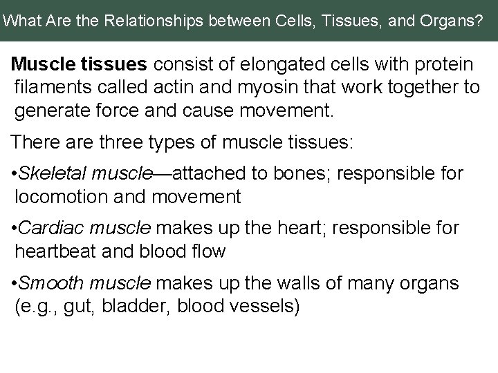 What Are the Relationships between Cells, Tissues, and Organs? Muscle tissues consist of elongated