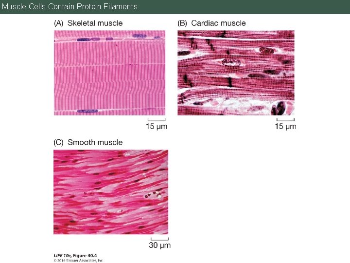 Muscle Cells Contain Protein Filaments 